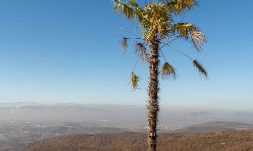 NOBODY-SAW-THIS-COMMING-1-web